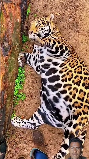 Beautiful Tiger 🐯 | The Quiet King of the Jungle #animals #tiger #animallove