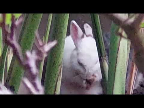 Netherland Dwarf Rabbit Shows Nesting Behaviour