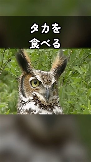【弱肉強食】タカを食うフクロウ。ワシミミズクの生態がエグい… #shorts #動物 #ドキュメンタリー #雑学