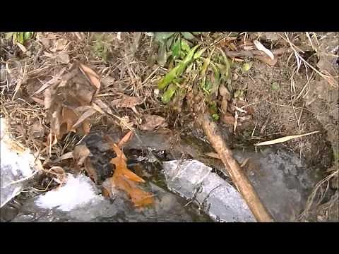 MINK TRAPPING SET-N-GO TRAPPER™ Best Mink Trap Best Mink Set Ever