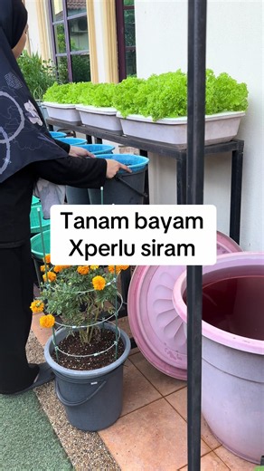 Tanam Bayam Hijau Mudah — Tanpa Perlu Siram (Panduan Ringkas)