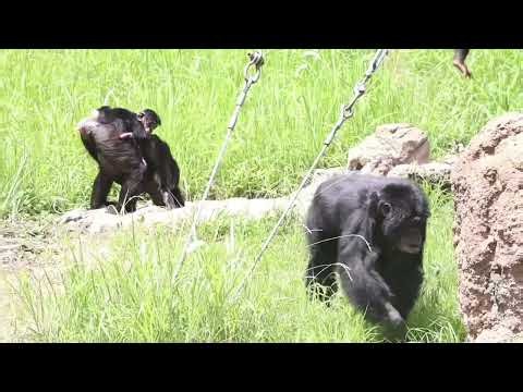 Discover amazing chimpanzee facts! #Chimpanzee #AnimalFacts #Wildlife #Nature #WildAnimals