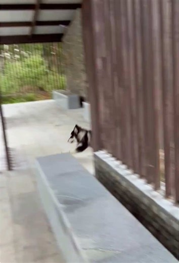 Funny Dog Moments: Don't Run Too Fast!