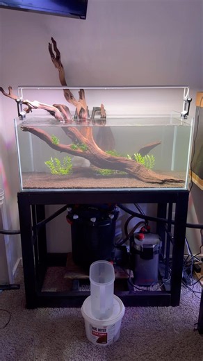 100+ Green Jade #neocaridina shrimp to start off the new 40 Gal. #aquarium #aquascape #fishtank