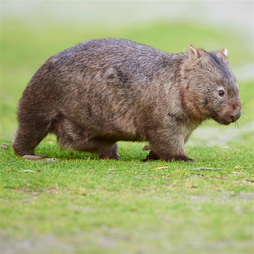 Influencer Who Snatched Baby Wombat From Mom in Australia Breaks Silence on Backlash