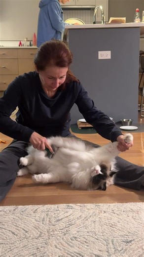 #cat #ragdoll | Ragdoll Cat