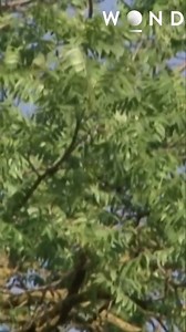 An extremely dry wind, known as the 'devil wind,' sucks moisture and can cause fires to reemerge, even after being wet down. Firefighters experienced this firsthand when small fires reappeared, resembling little volcanoes. Have you ever witnessed such a phenomenon? #devilwind #firesafety #wildfires #dryweather #firefighters | The Wonder Channel