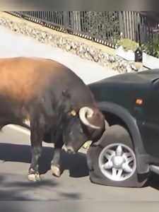 41K views · 815 reactions | ¡¡Animales vs autos!! | NAILS & UÑAS | Facebook