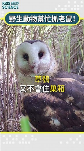 野生動物幫忙抓老鼠！｜Kiss Science 2025 #kissscience #科普