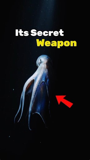 Wait Until This Octopus Opens Its Blanket 😱