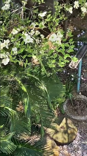 世の中は ああ 世の中は なぜ こんなに急いてと流れてく‥ 花咲く旅路／原田知世