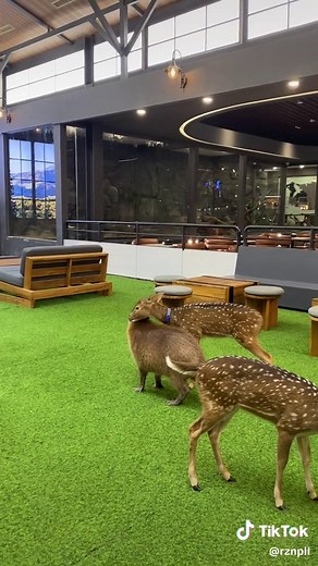 Discover the Fascinating World of Capybaras