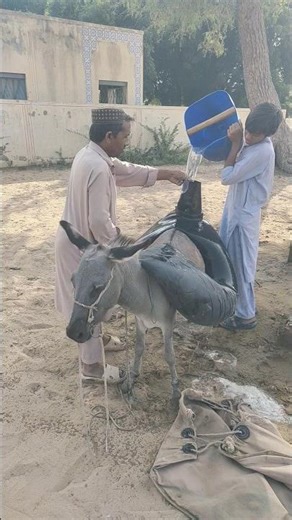 مزارع وابنه يضخان الماء بسرعة داخل أنبوب أسود فوق الحمار… مشهد مذهل في الصحراء! 😱🐴💧