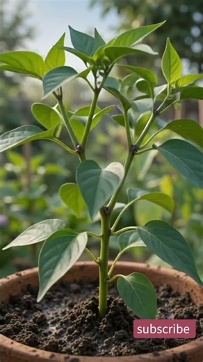 Hot Chili Pepper Growing Time Lapse 🌶️ | From Seed to Harvest #plantgrowth #timelapse