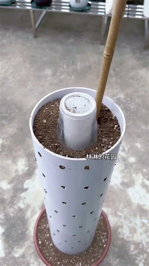 The sunflower pillars are really popular lately, so I decided to plant one too. The pillars com
