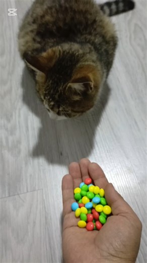 cat and audible sound, asmr #cute #relaxing #coloring #asmr