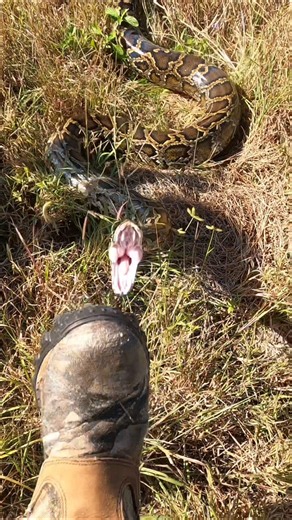 SNAKE BITE!