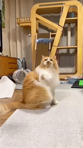 Funniest Cat Jumpscare Moments 🙀 Try Not To Laugh!😂