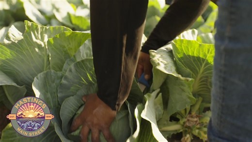 18K views · 148 reactions | 塞凜肋 Get a taste of tradition at the Cabbage, Potato & Bacon Festival in Hastings this weekend, April 26-27! Celebrate local flavor with this mouthwatering dish that captures the heart of Florida’s farming heritage.  Good eats, hometown vibes, and a festival that sizzles with Southern charm. Hastings Main Street Inc | St. Augustine, Florida | Facebook