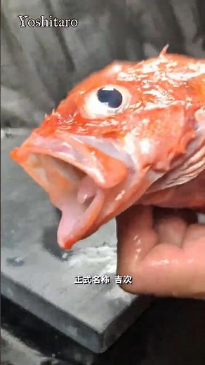⚠️45秒でわかる‼️【キンキ（吉次）】丁寧に愛を持って捌くことは美味しさに比例する🔥#japan #shorts #howto