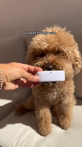 2.2K views · 207 reactions | The world's most trusted tracker for pets  Track live location  Get health alerts 喙 Monitor activity and sleep  Get peace of mind 易 | Tractive | Facebook