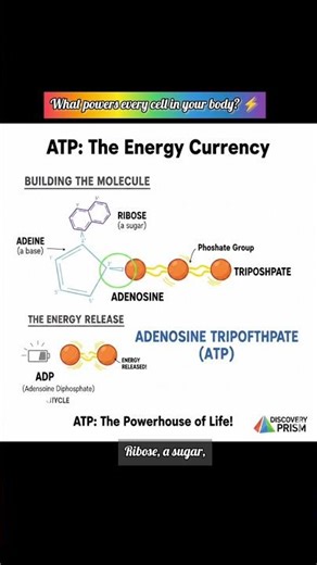 How ATP Powers Every Cell in Your Body ⚡| ATP #shorts #science