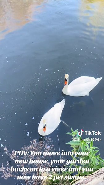 Pet Swans in Your New Garden: A Unique Experience