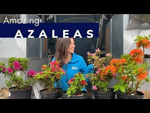 Take A Look At These Amazing Azaleas❗️