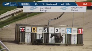 26K views · 201 reactions | Viewer discretion advised, greyhounds get lodged in the malfunctioned traps tonight at Sunderland. This is disgusting!!! | CAGED Nationwide | Facebook
