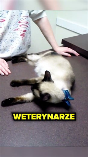 Dlaczego Koty Nagle “Zamraża”?🥶🙀