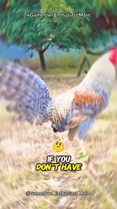 1.9K views · 50 reactions | Secrets to Raising Happy and Healthy Chickens: A Beginner's Guide #gamefowleducation #poultrycaretips #responsiblebreeding | Gamefowl Enthusiast | Facebook