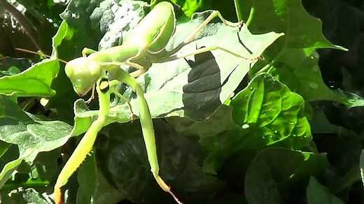 Praying mantis springs surprise attack on camera