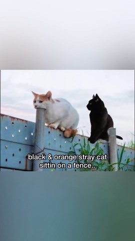 Cat Music Video on Instagram: "Stray Cat Strut - Stray Cats"