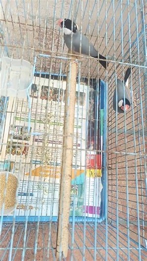 pet Java #birds #trendy #pets