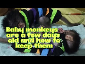 Baby monkeys are a few days old and how to keep them, Lovely Fauna Youtube Channel