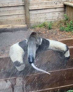He's having the time of his life 🪩🕺 | Furry Tails