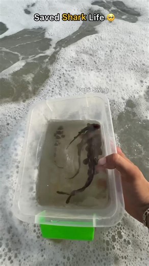 From Net To Freedom… 5 Baby Sharks Rescued 🥺