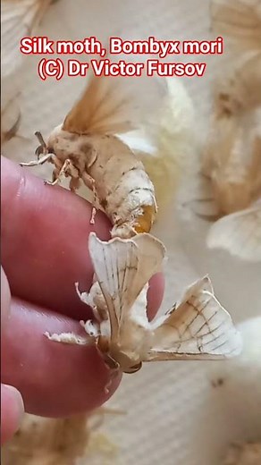 How Adults of Silk moth, Bombyx mori, are mating after emergence from pupae in white silk cocoons?