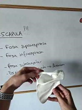 POV: The best way to learn the scapula and its main parts