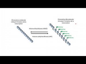 L'acétylation des histones contrôle l'initiation de la transcription