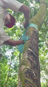 Vietnam Countryside – The Peaceful Life Everyone Dreams Of | Countryside Vlog