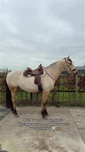 Our western pad looks so good on him🤎🤍 (link in bio) #western #westernriding #horse #dressage #equestrian