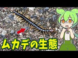 The ecology of centipedes, beloved by warlords of the Sengoku period! Explains how to prevent the...
