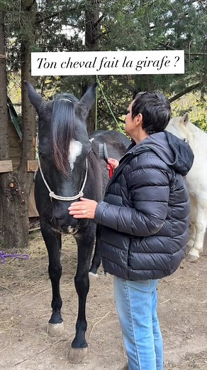 L’éducation des chevaux au sol ne se fait pas seulement dans la carrière ! Si on prend les choses dans l’ordre, on commence par le quotidien ! Toutes ces petites choses qui vont faciliter la vie ensemble ! Pour nous, mais aussi pour notre cheval ! Apprendre à baisser la tête uniquement en tirant sur le noeud du licol ne sert pas à grand chose ! Mais aider le cheval à comprendre, lui apprendre à être léger, à être responsabilisé, à savoir ce qu’on attend de lui ça change tout ! Alors oui on va co