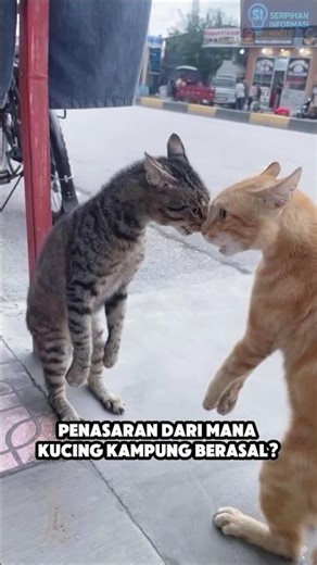 Where Do Domestic Cats Actually Come From?