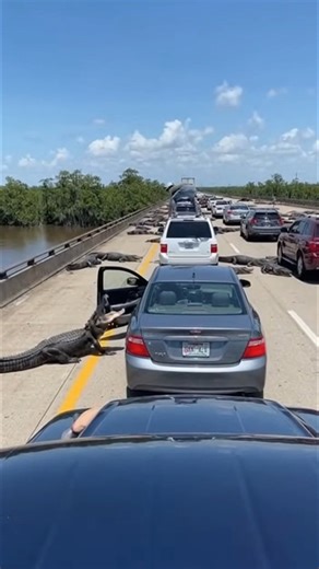 The insurance adjuster is going to look at this claim and think it is a prank call because how do you explain that a reptile totaled your car while you were parked on a bridge. "Yes, hello Geico? A 12-foot gator is currently treating my rear bumper like a chew toy and I am stranded on the roof." This is exactly why our car insurance rates are the highest in the country. That gator isn't just eating the car; he is eating that man's deductible and his no-claims bonus right in front of his face. We