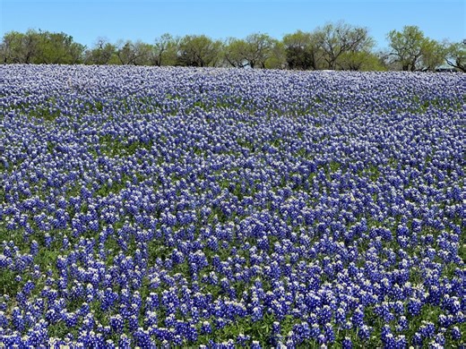 When to see bluebonnets in Texas: 2026 bloom may be brief