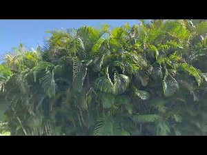 Areca Privacy Hedges/The Tree Planters/Planted and Guaranteed/50 Years Experience in Central Florida