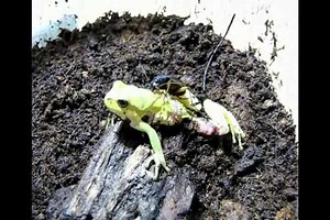 File:Beetle (Epomis circumscriptus) attacking and preying upon treefrog (Hyla savignyi).ogv - Wikimedia Commons