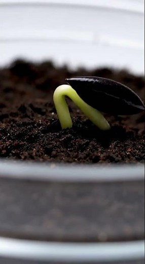 Watermelon - Time Lapse #watermelon #timelapse #garden